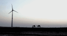 Tejuva, Rajasthan
