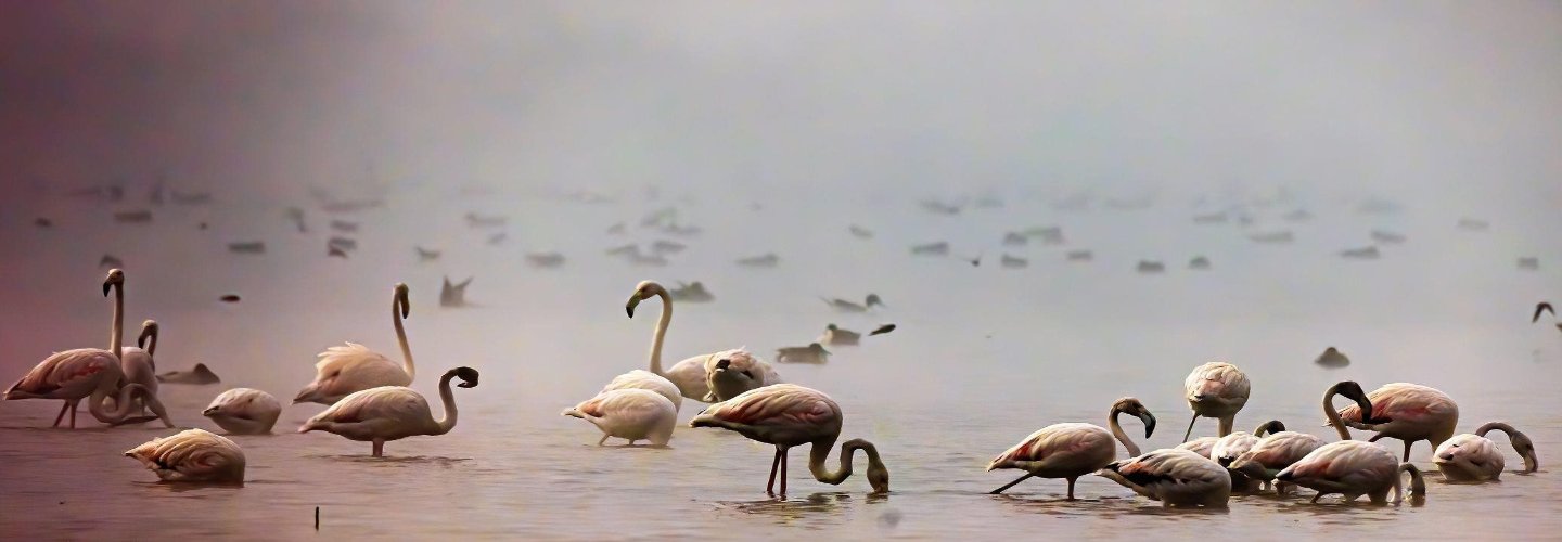 Biodiversity