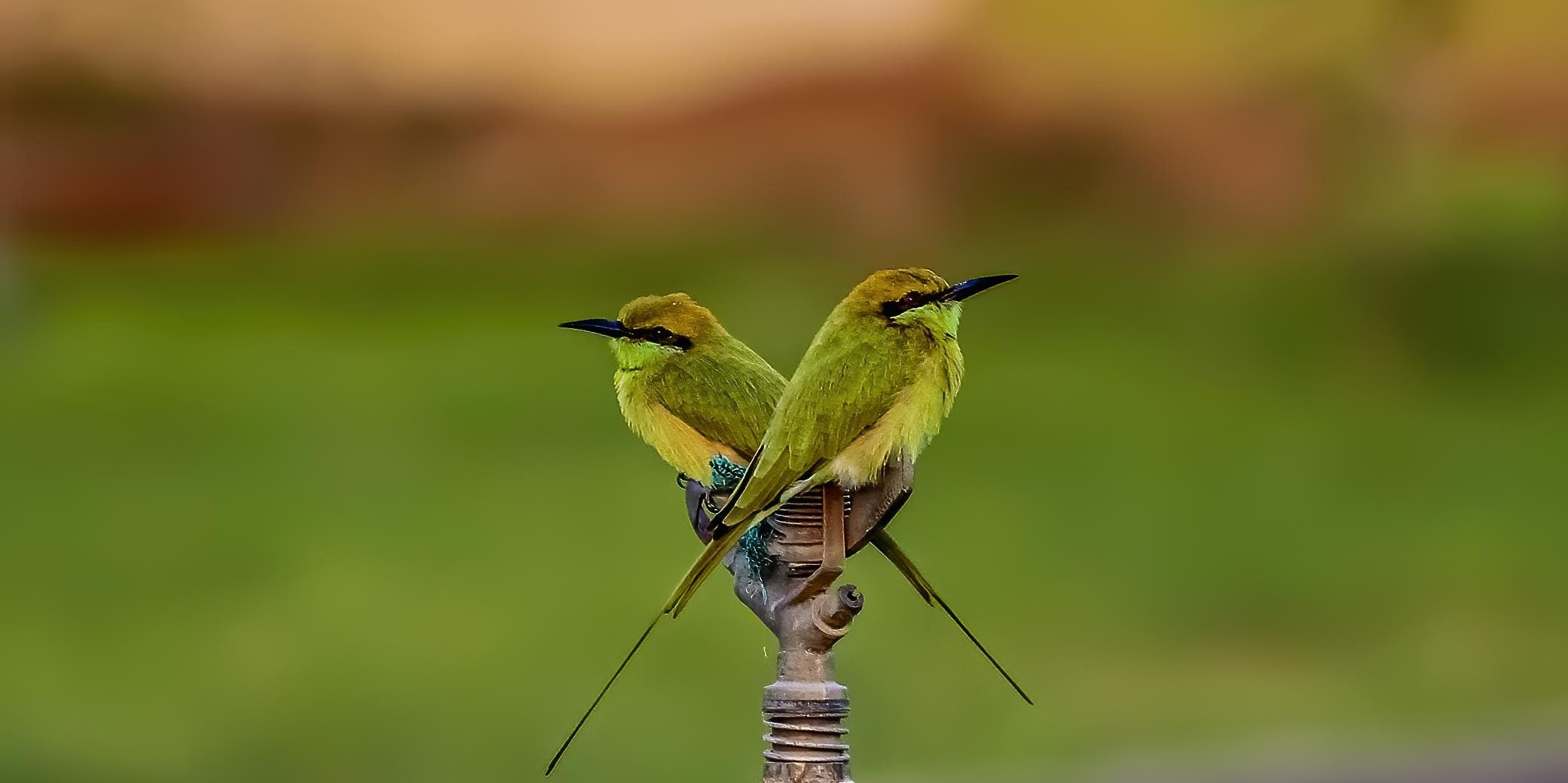 Biodiversity